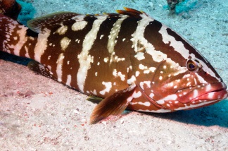 Nassau Grouper